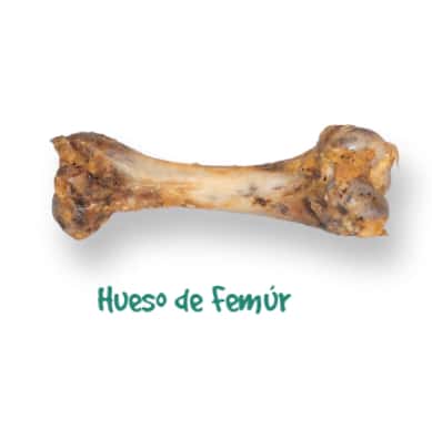 FEMUR GROWIS